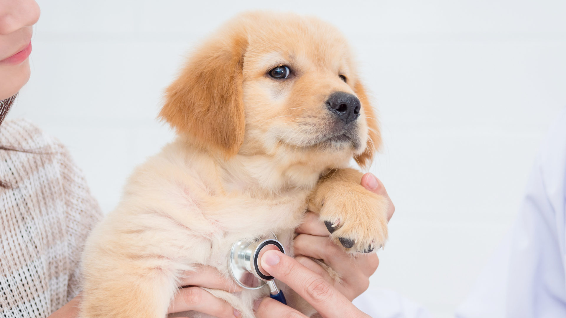 Doctor checking heartbeat of a puppy